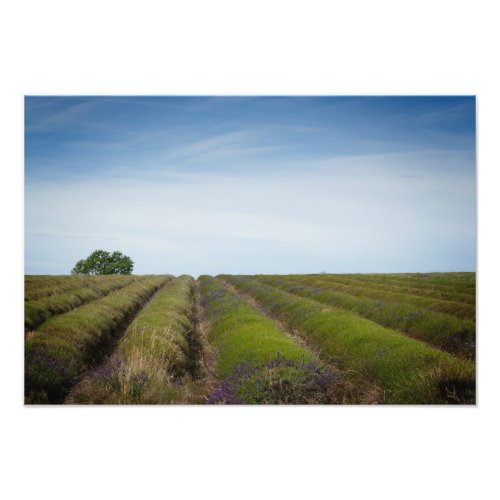 Rows of lavender after harvest photo print