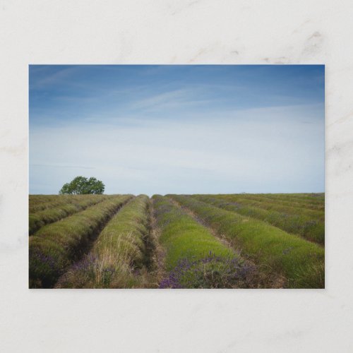 Rows of lavender after harvest postcard