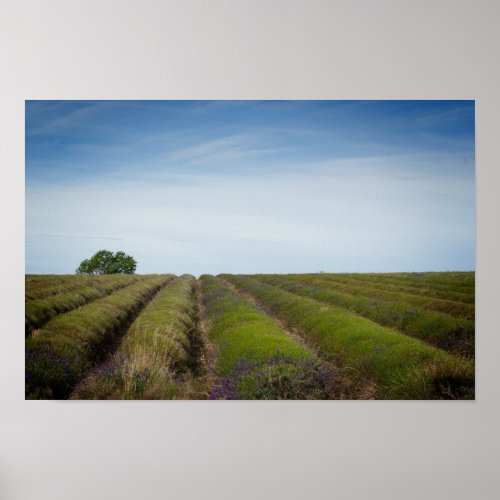 Rows of lavender after harvest poster