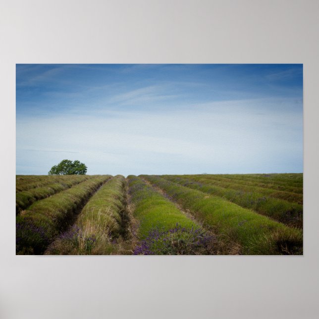 Rows of lavender after harvest poster (Front)