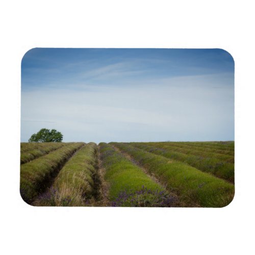 Rows of lavender after harvest rectangle magnet