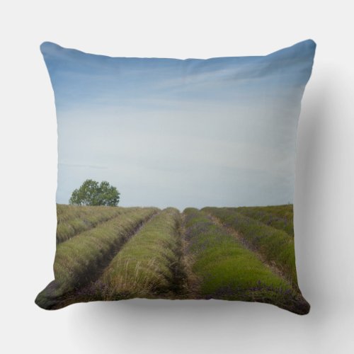 Rows of lavender after harvest throw pillow