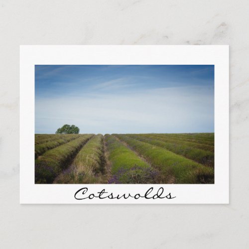 Rows of lavender after harvest white postcard