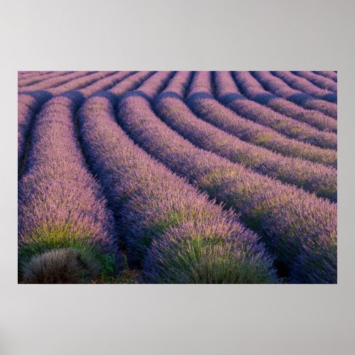 Rows of lavender in Provence Poster