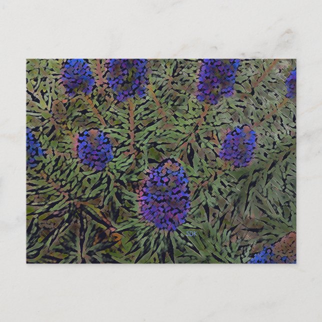 Rows of Lavender Postcard (Front)