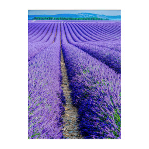 Rows of Lavender, Provence, France Acrylic Print