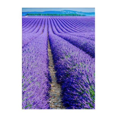 Rows of Lavender Provence France Acrylic Print