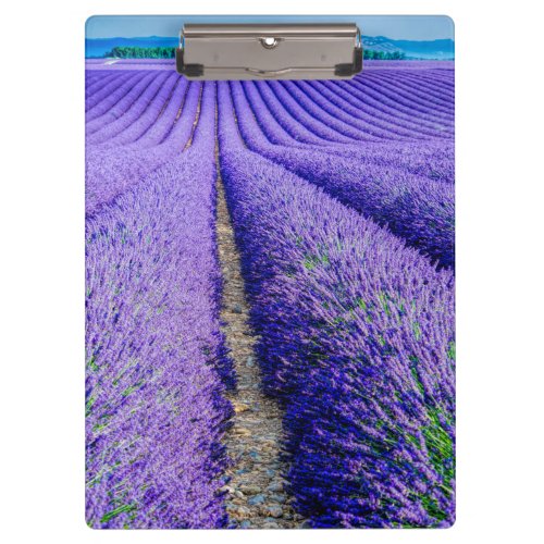 Rows of Lavender Provence France Clipboard