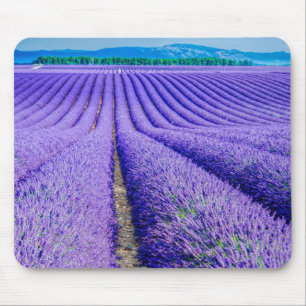Rows of Lavender, Provence, France Mouse Pad