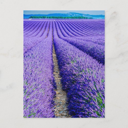 Rows of Lavender Provence France Postcard
