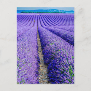 Rows of Lavender, Provence, France Postcard