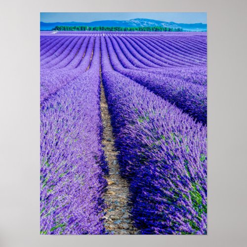 Rows of Lavender Provence France Poster