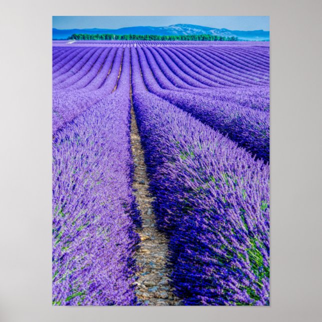 Rows of Lavender, Provence, France Poster (Front)