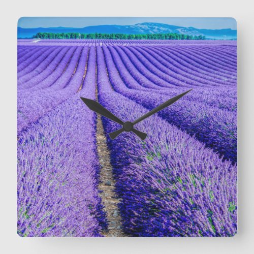 Rows of Lavender Provence Square Wall Clock