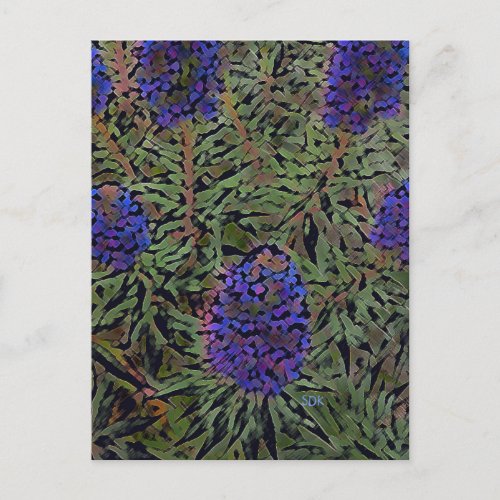 Rows of Purple California Lavender Plant Del Mar Postcard