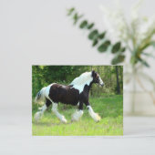 Roxie (Standing Front)