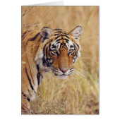 Royal Bengal Tiger (Front)