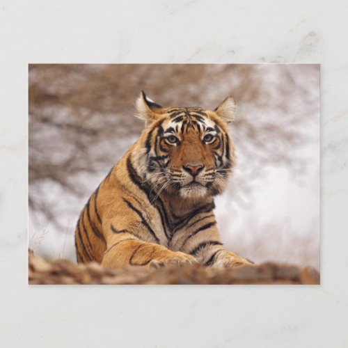 Royal Bengal Tiger _ a close up Ranthambhor 2 Postcard