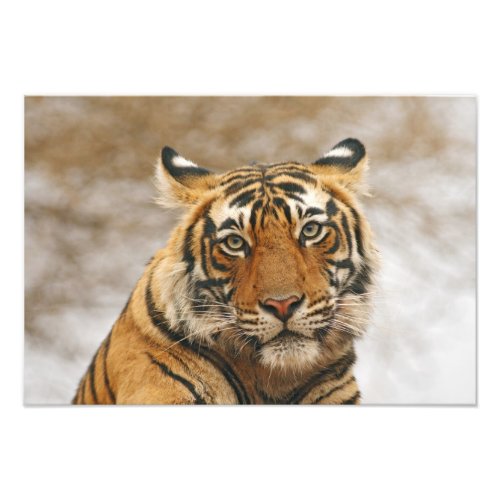 Royal Bengal Tiger _ a portrait Ranthambhor Photo Print