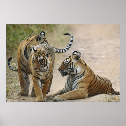 Royal Bengal Tiger and young ones Ranthambhor Poster