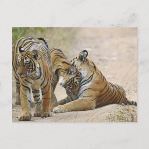 Royal Bengal Tiger and young ones _ touching Postcard