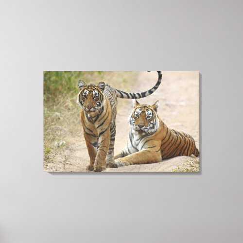 Royal Bengal Tiger and young Ranthambhor Canvas Print