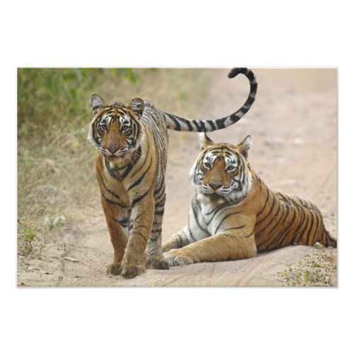 Royal Bengal Tiger and young Ranthambhor Photo Print
