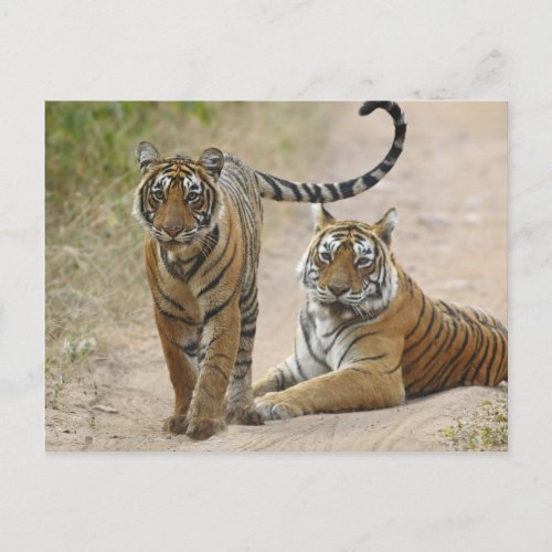 Royal Bengal Tiger and young Ranthambhor Postcard