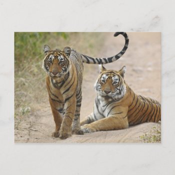 Royal Bengal Tiger And Young  Ranthambhor Postcard by theworldofanimals at Zazzle