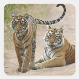Royal Bengal Tiger and young, Ranthambhor Square Sticker
