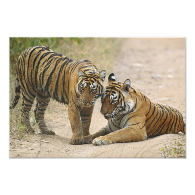 Royal Bengal Tiger and young - Touching ahead, Photo Print (Front)