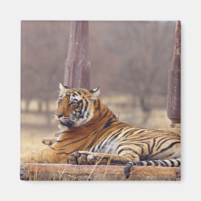 Royal Bengal Tiger at the ceaph, Magnet (Front)