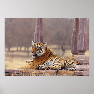 Royal Bengal Tiger at the ceaph, Poster