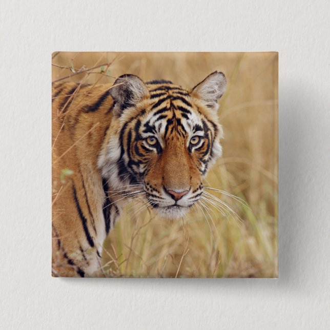 Royal Bengal Tiger Button (Front)