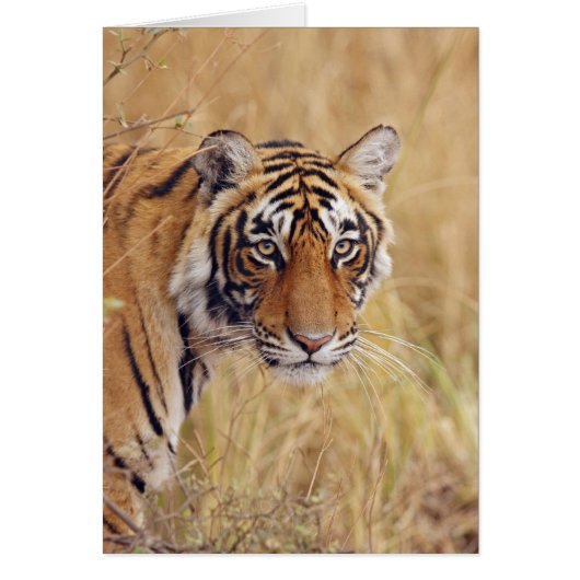 Royal Bengal Tiger Cards (Front)