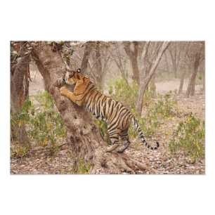 Royal Bengal Tiger climbing up the tree, Photo Print