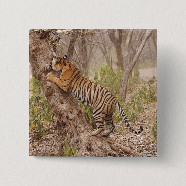 Royal Bengal Tiger climbing up the tree, Pinback Button (Front)