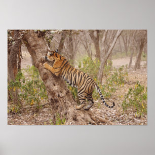 Royal Bengal Tiger climbing up the tree, Poster