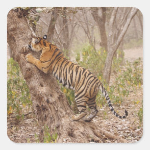 Royal Bengal Tiger climbing up the tree, Square Sticker
