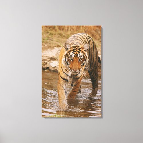 Royal Bengal Tiger coming out of jungle pond Canvas Print