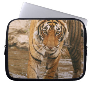 Royal Bengal Tiger coming out of jungle pond, Laptop Sleeve