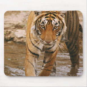 Royal Bengal Tiger coming out of jungle pond, Mouse Pad