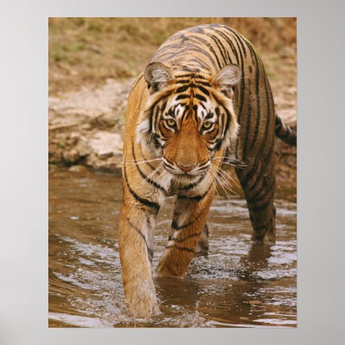 Royal Bengal Tiger coming out of jungle pond Poster