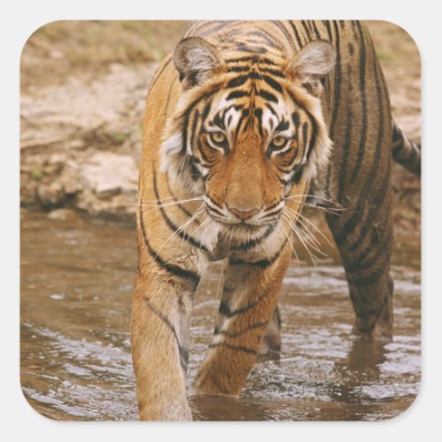 Royal Bengal Tiger coming out of jungle pond Square Sticker