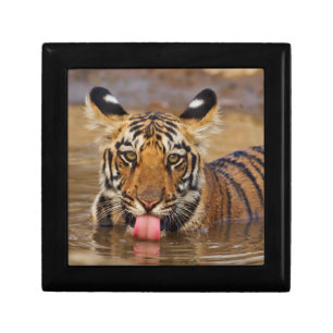 Royal Bengal Tiger cub, drinking water Gift Box