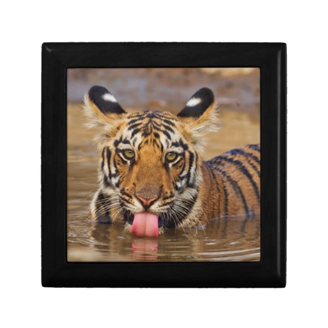 Royal Bengal Tiger cub, drinking water Gift Box (Front)