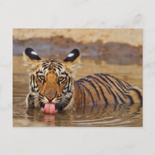 Royal Bengal Tiger cub drinking water Postcard