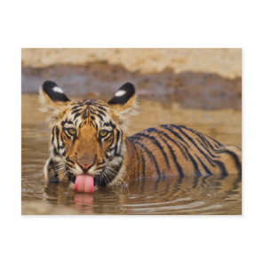 Royal Bengal Tiger cub, drinking water Postcard