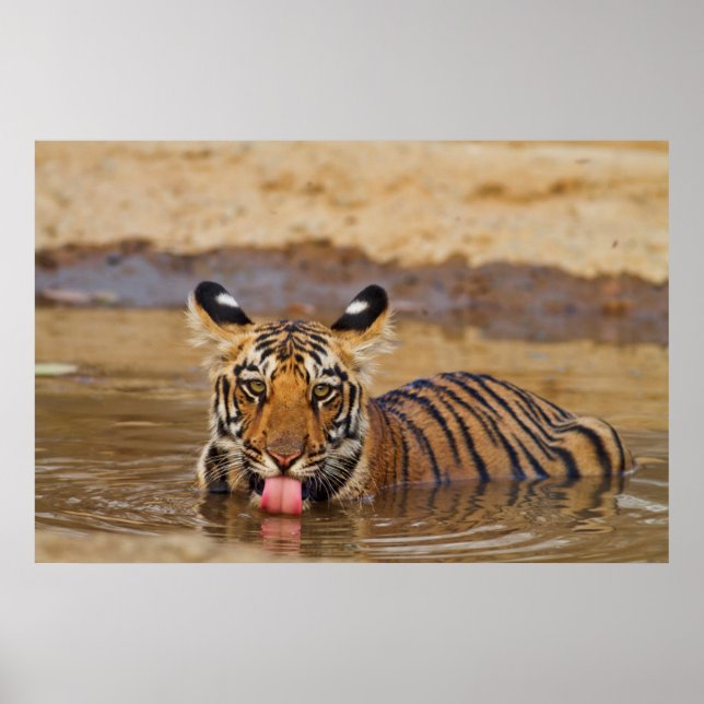 Royal Bengal Tiger cub, drinking water Poster (Front)