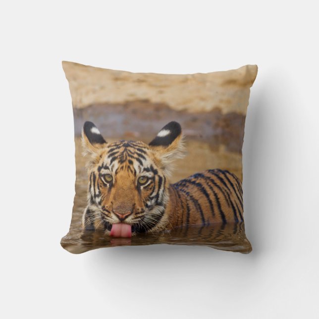 Royal Bengal Tiger cub, drinking water Throw Pillow (Front)